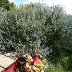 Brindepaille