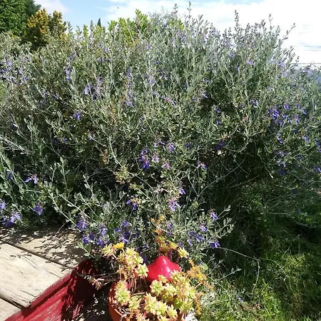 Brindepaille